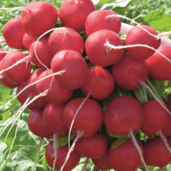 Rzodkiewka Rosetta f1  50 tyś. nasion precyzja st